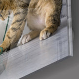 Kedi Cam Tablo.